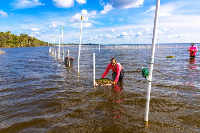 Conservation project in Lake George